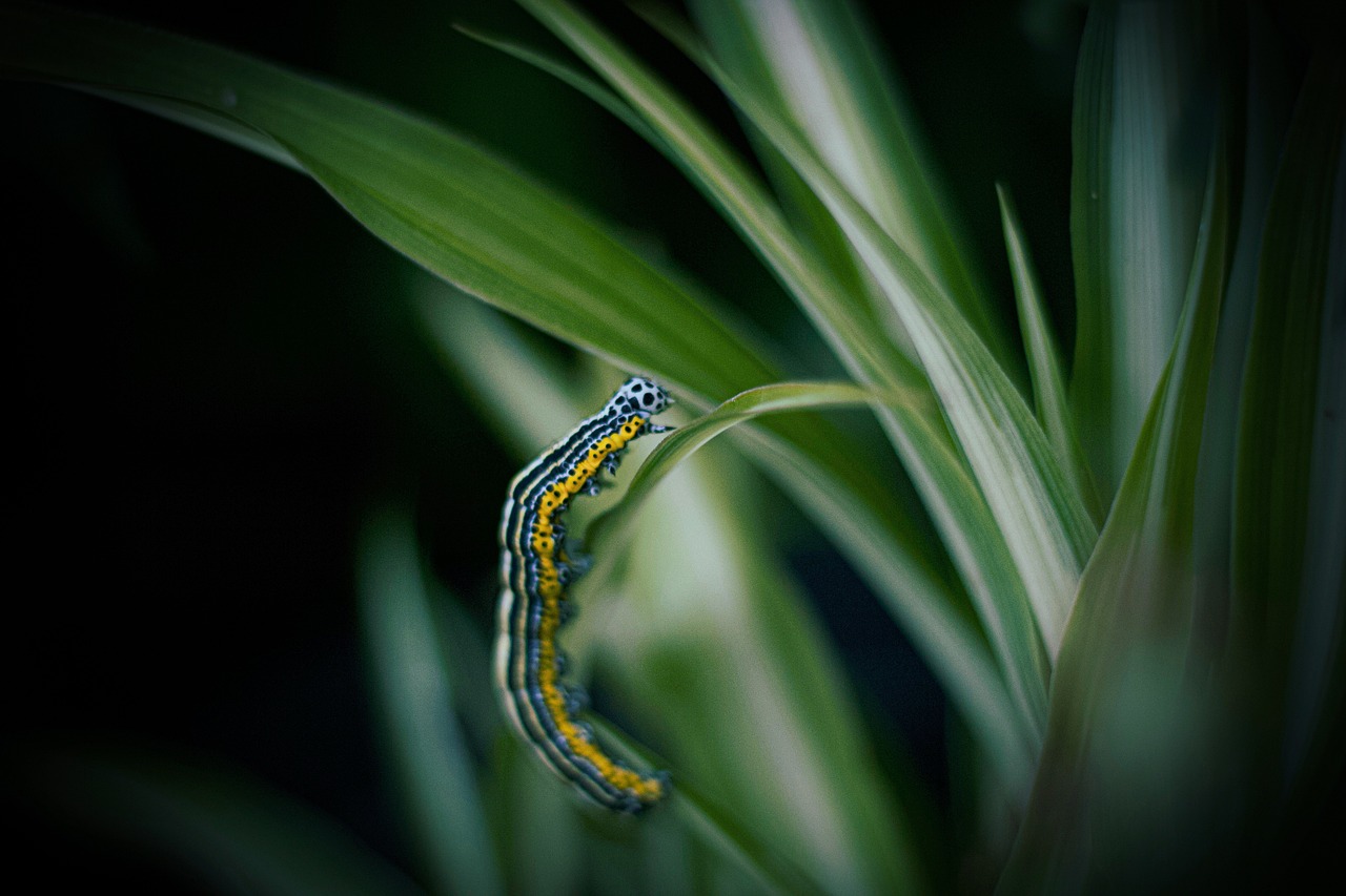 How to Create a Butterfly-Friendly Backyard